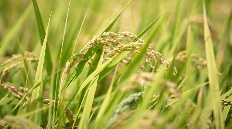 稲穂の画像